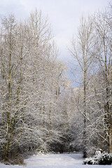 Winter landscape of woodland with open ground in deciduous trees