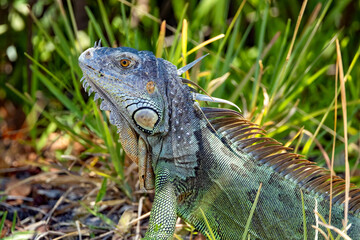large green iguana in the wild