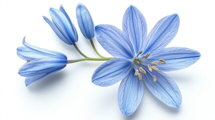 Fototapeta premium Blue spring flowers isolated on white; floral design