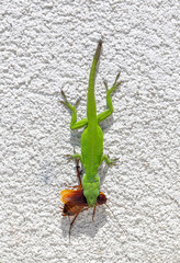green lizard eating bug on wall