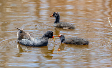 moorhen feeding chick in marsh 