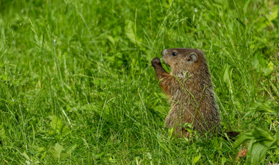 cute marmot woodchuck in tall grass