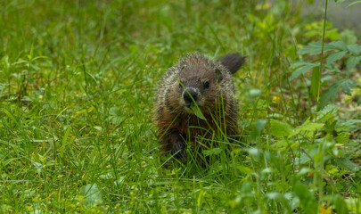 cute marmot woodchuck in tall grass