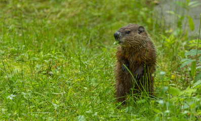 cute marmot woodchuck in tall grass