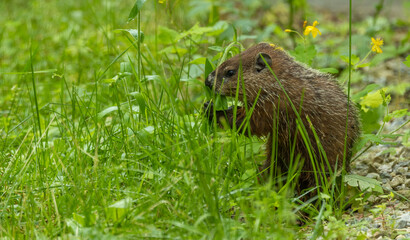 cute marmot woodchuck in tall grass