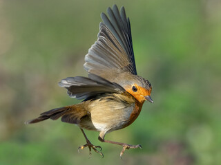 European Robin (erithacus rubecula)