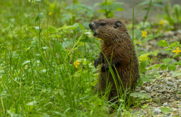 cute marmot woodchuck in tall grass