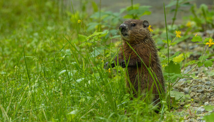 cute marmot woodchuck in tall grass