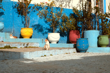 Cats and buckets with flowers in Chefchaouen, Morocco