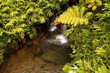 waterfall in the forest