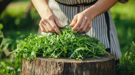 woman harvesting fresh arugula in garden