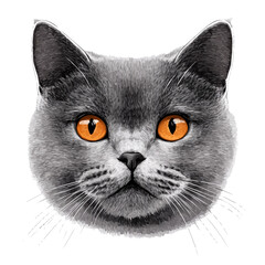 British Shorthair Cat Head &ndash; Charming Watercolor Vector Illustration for Creative Designs  
