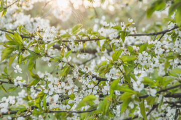 blooming tree in the park in prague czech republic in spring with sunlight and white flowers