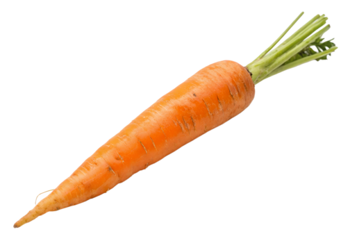 Fresh carrots with green tops ready to go