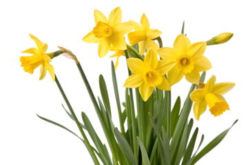 Bright yellow daffodils blooming in springtime
