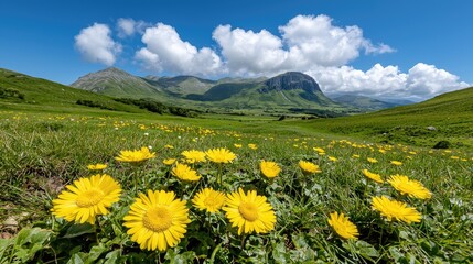 Sunny mountain meadow wildflowers landscape