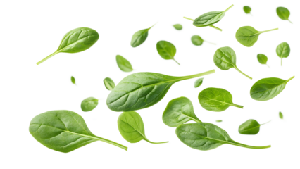 Fresh spinach leaves floating in bright light
