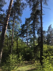 Fototapeta premium A lush green forest with tall trees reaching towards the bright blue sky on a sunny day. Sunlight filters through the leaves, creating a peaceful and refreshing natural scene.