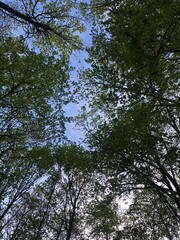 A lush green forest with tall trees reaching towards the bright blue sky on a sunny day. Sunlight filters through the leaves, creating a peaceful and refreshing natural scene.
