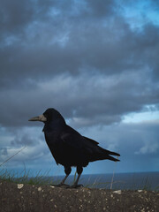 crow on the beach