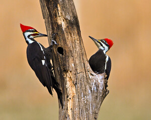 Pileated Woodpeckers, Male and Female