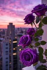 Closeup of Purple Roses on Vine with Pink Sunset City View