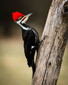 Pileated male Woodpecker in prifile
