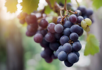 grapes white background transparent isolated png fruit grape food blue berry fresh blueberry healthy bunch ripe black sweet dessert wine juicy agriculture vine natural purple