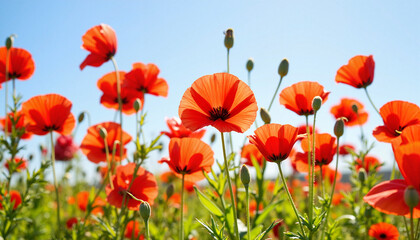 Poppy flowers blooming in a sunny field