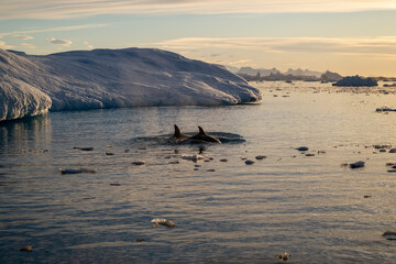Orca's back in the ocean. Killer whale in the wild nature. Antarctica. Orcinus orca. © Oleksandr Matsibura
