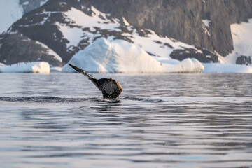 Humpback whale's tail. Whales in Antarctica. © Oleksandr Matsibura