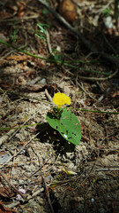 small plant blooming in the ground