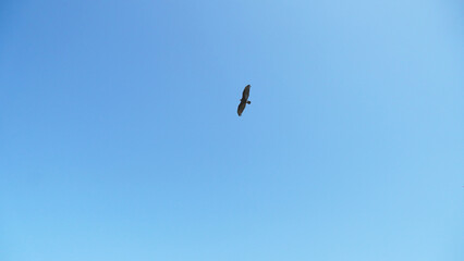 carrion bird flying on a blue and clear sky