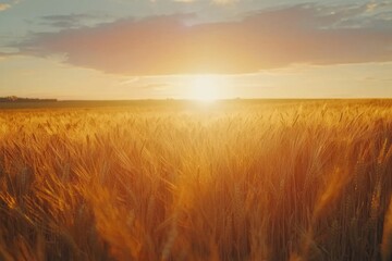 Sunlit rural landscape with tall wheat fields bathed in the warm evening glow.