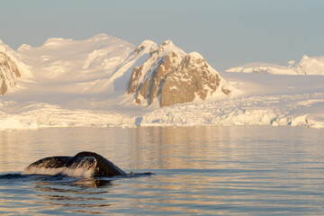 Humpback whale's tail. Whales in Antarctica.