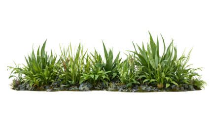 Lush Green Grass Border with Natural Foliage, Suitable for Landscaping, Digital Decoration, Environmental Projects, Visual Presentations