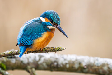 Eisvogel im Herbst, Winter auf einem Ast / Vogel / Kingfisher