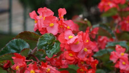 Sinningia speciosa (Gloksinia, Brazilian gloxinia). Sinningia speciosa, sometimes known in the...