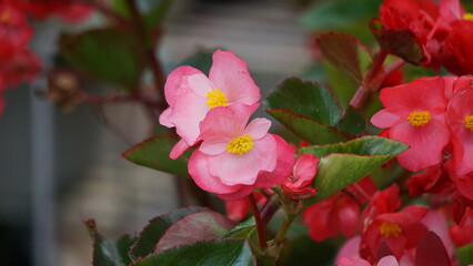 Sinningia speciosa (Gloksinia, Brazilian gloxinia). Sinningia speciosa, sometimes known in the...