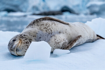 Leopard seal (Hydrurga leptonyx) in Antarctica. South Pole. Wild nature.