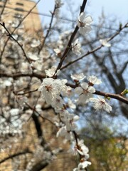 blooming cherry tree