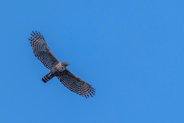 青空バックに悠然と飛ぶクマタカ成鳥