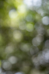 Obraz premium Abstract blurred bokeh forest background design element. Green Nature Bokeh Background for Summer Banner