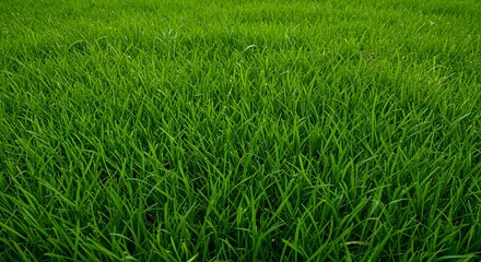 Obraz premium Lush Vibrant Green Grass Background, A Verdant Field of Freshness