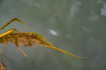 Close up of Abstract view of moss on stream. Tranquil Oasis A Serene Water Background for Relaxation