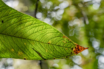 green leaves for wallpaper or desktop, with diffuse botanical texture background and full of life, intense colors and natural geometries
