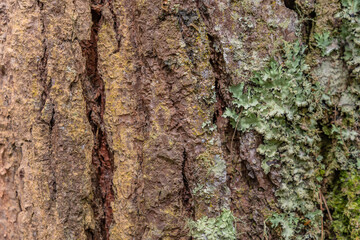 Forest bark a close-up texture of tree bark with deep grooves rough patches