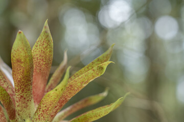 Leaf Background. green leaf texture. green leaves with droplets of water on them. Green background
