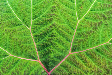 wallpaper texture in high resolution with close view of green leaf with lines and grids of the plant full of life and very vivid color 