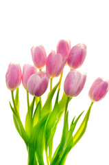 Fototapeta premium tulips bouquet isolated on white background.Floral spring bouquet.Flower Card Mockup. Beautiful spring flowers in soft pastel pink and purple tones 